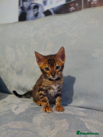Bengal cats in Liverpool - Advert 11
