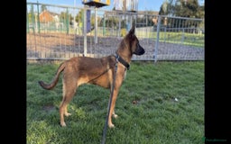 Belgian Shepherd Dog dogs for sale: Playful 7-Month-Old Belgian Malinois Puppy - Image 5