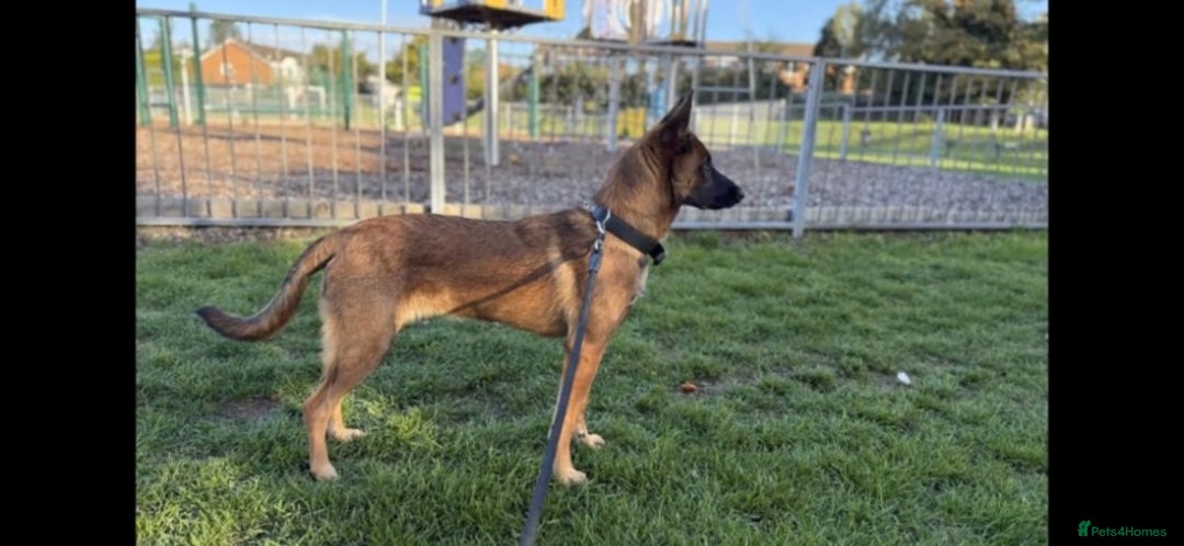 Belgian Shepherd Dog dogs for sale: Playful 7-Month-Old Belgian Malinois Puppy - Image 5
