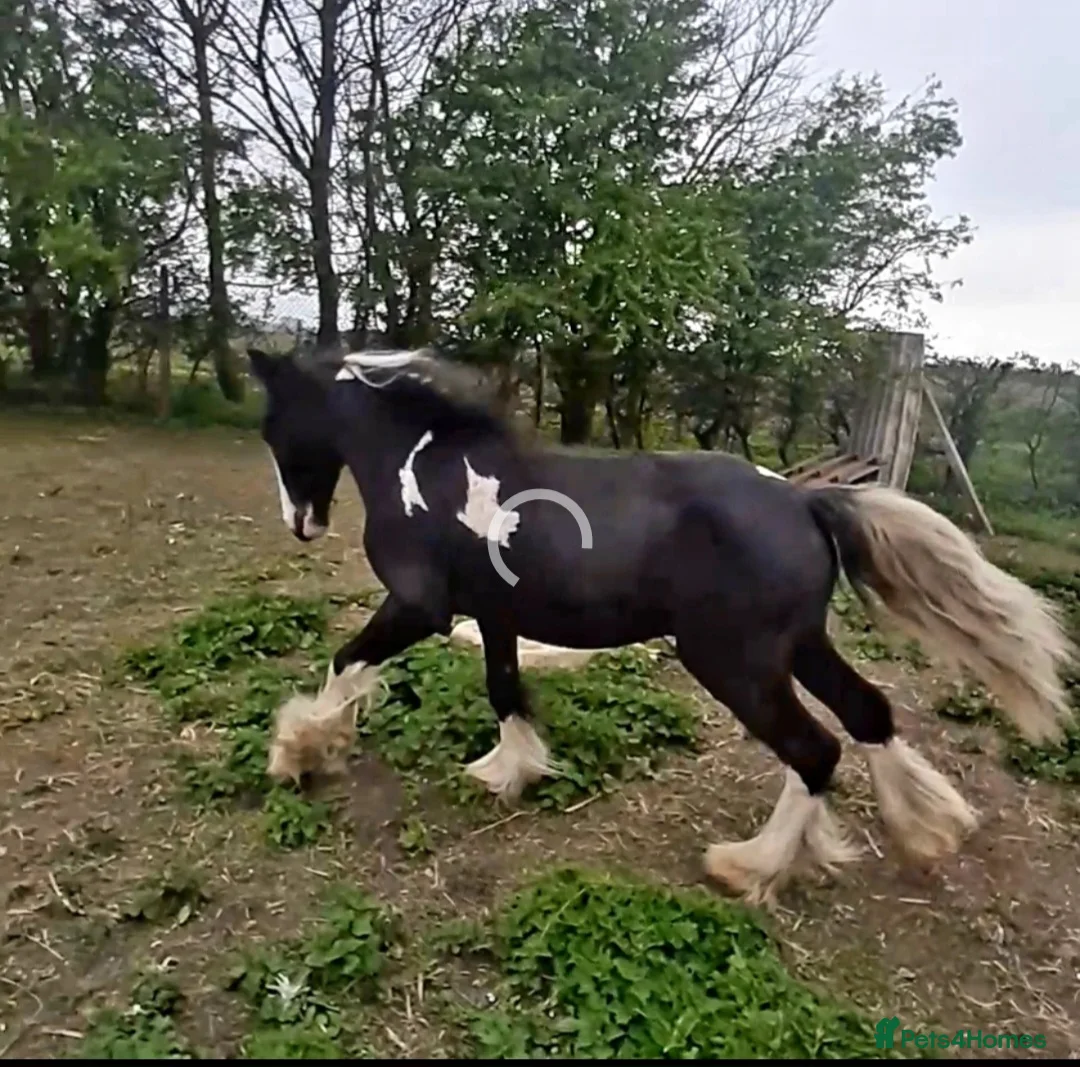 Irish Cob horses for sale: Stunning coloured cob colt - Advert 2