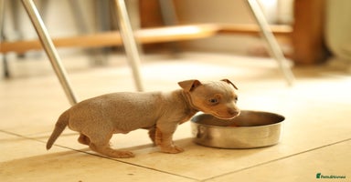 Jack Russell dogs - Advert 14