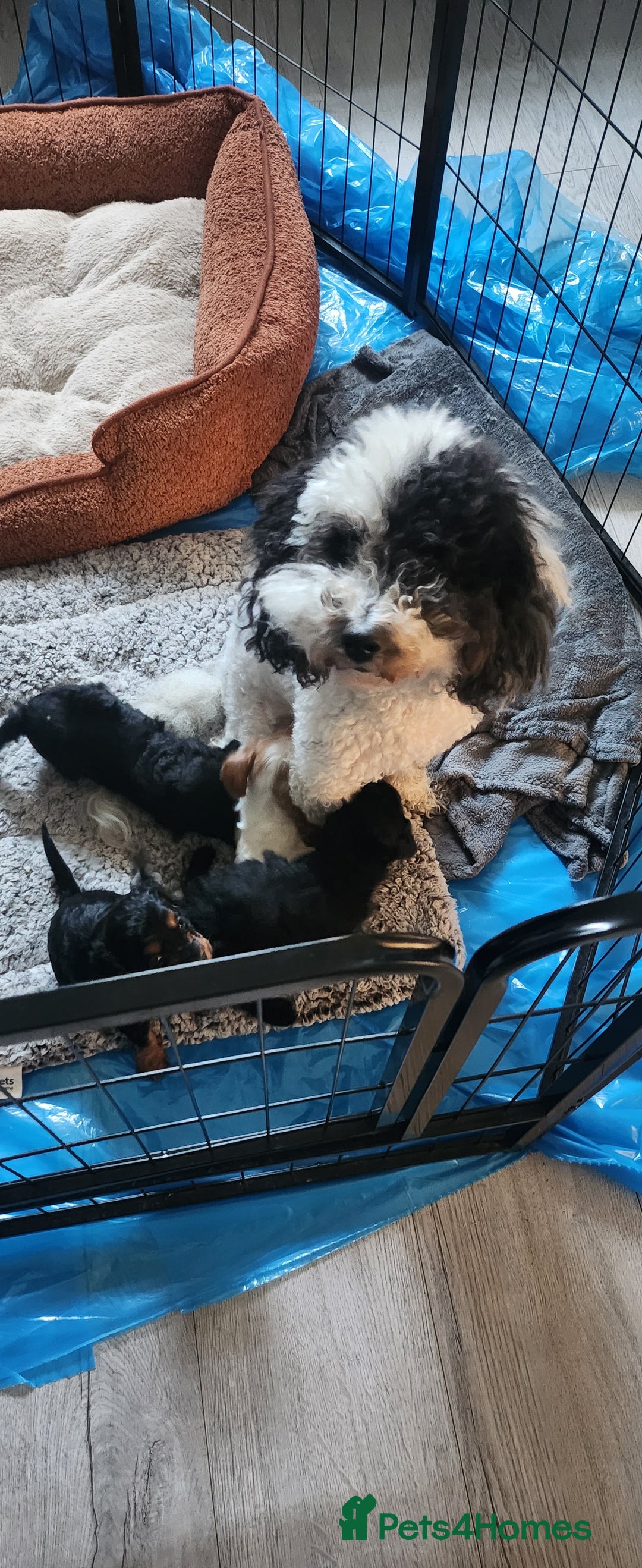 Cavapoo dogs for sale: Last pup remaining - Image 2