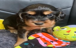 Cocker Spaniel dogs for sale: Show Cocel Spaniel- K.C. Reg. - Image 17