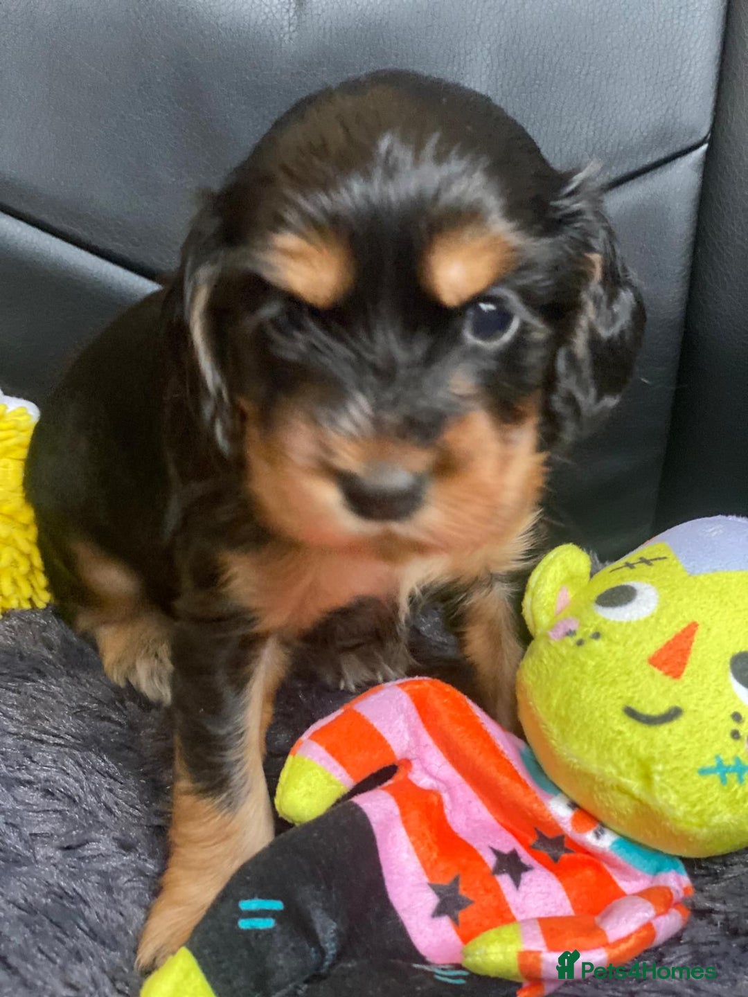 Cocker Spaniel dogs for sale: Show Cocel Spaniel- K.C. Reg. - Image 17