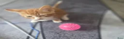 Mixed Breed cats for sale: Female kitten  - Advert 3