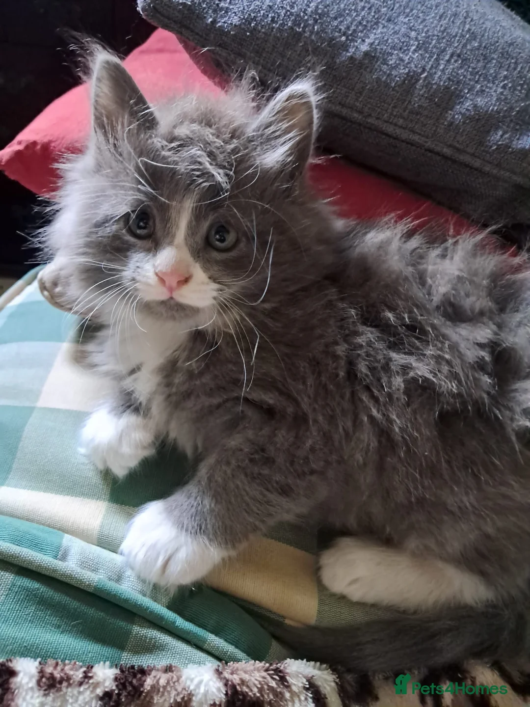 Mixed Breed cats for sale: Very fluffy grey mixbread ready to go🐈‍⬛🐈‍⬛£190 in Hounslow - Advert 1