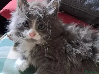 Mixed Breed cats for sale: Very fluffy grey mixbread ready to go🐈⬛🐈⬛£190 - Advert 2