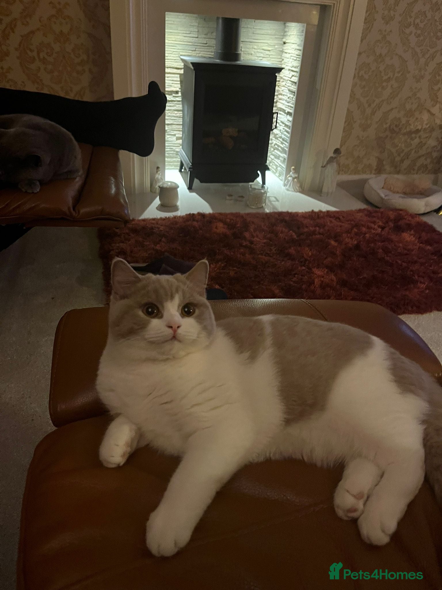 British Shorthair cats British ShortHair Kittens Father a Grand Champion  - Advert 1