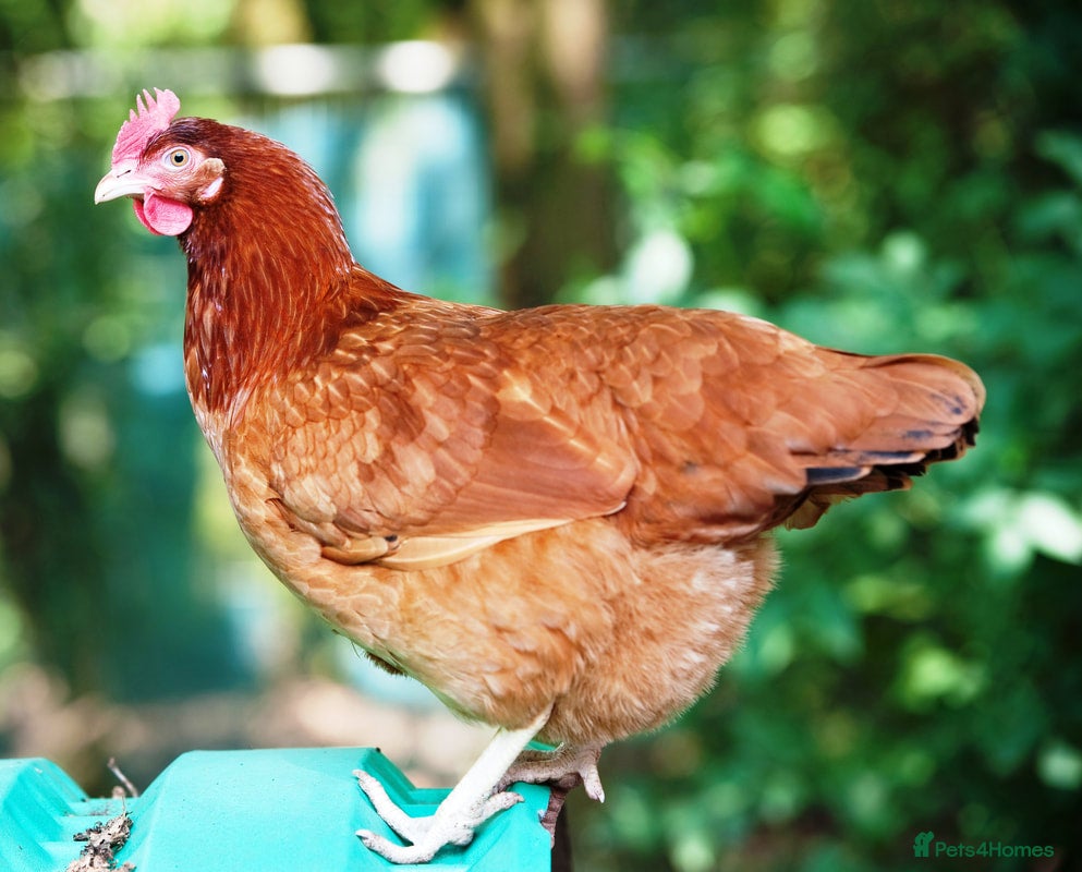 Chickens poultry Egg laying Hens for sale in Middlesbrough - Advert 3