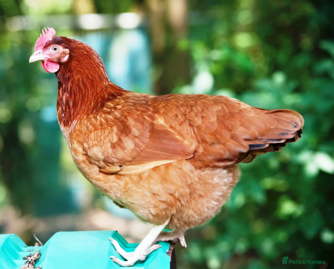 Chickens poultry for sale: Egg laying Hens for sale in Middlesbrough - Advert 1