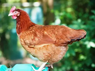 Chickens poultry Egg laying Hens for sale in Middlesbrough - Advert 3