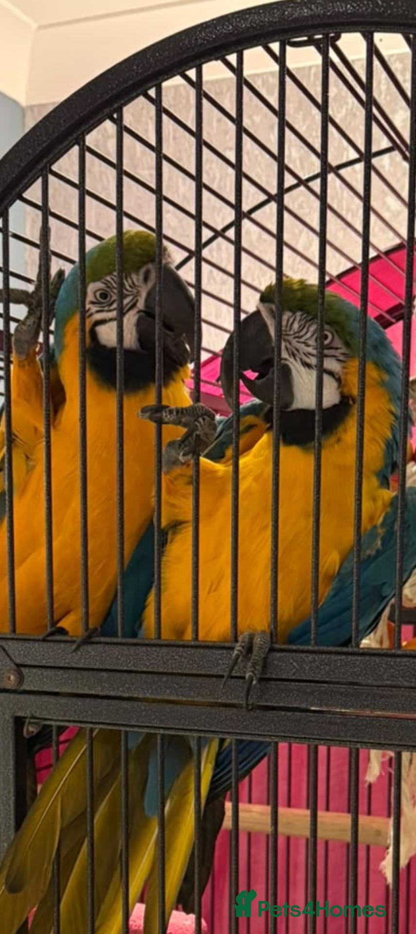 Macaws birds Pair of breeding macaws blue and gold - Advert 1