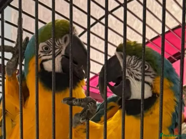 Macaws birds Pair of breeding macaws blue and gold - Advert 1