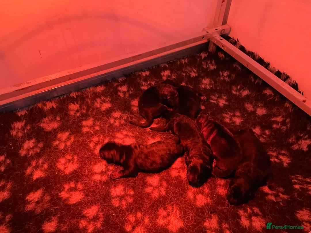 German Shepherd dogs for sale: Quality litter GSD @icepack kennels  - Advert 12