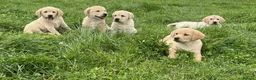 Labrador Retriever dogs for sale: Golden Labrador puppies - Advert 2