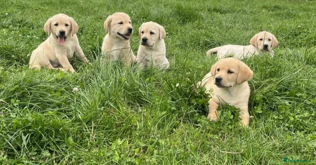 Labrador Retriever dogs for sale: Golden Labrador puppies - Advert 2