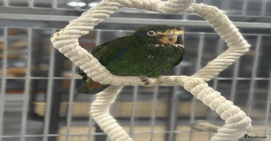 Parrots birds - Advert 3