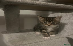 Mixed Breed cats for sale: 5 Beautiful kittens looking for homes - Image 2