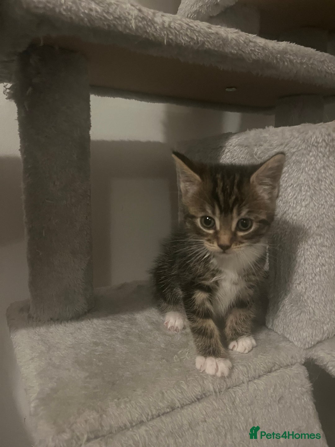 Mixed Breed cats for sale: 5 Beautiful kittens looking for homes - Image 2