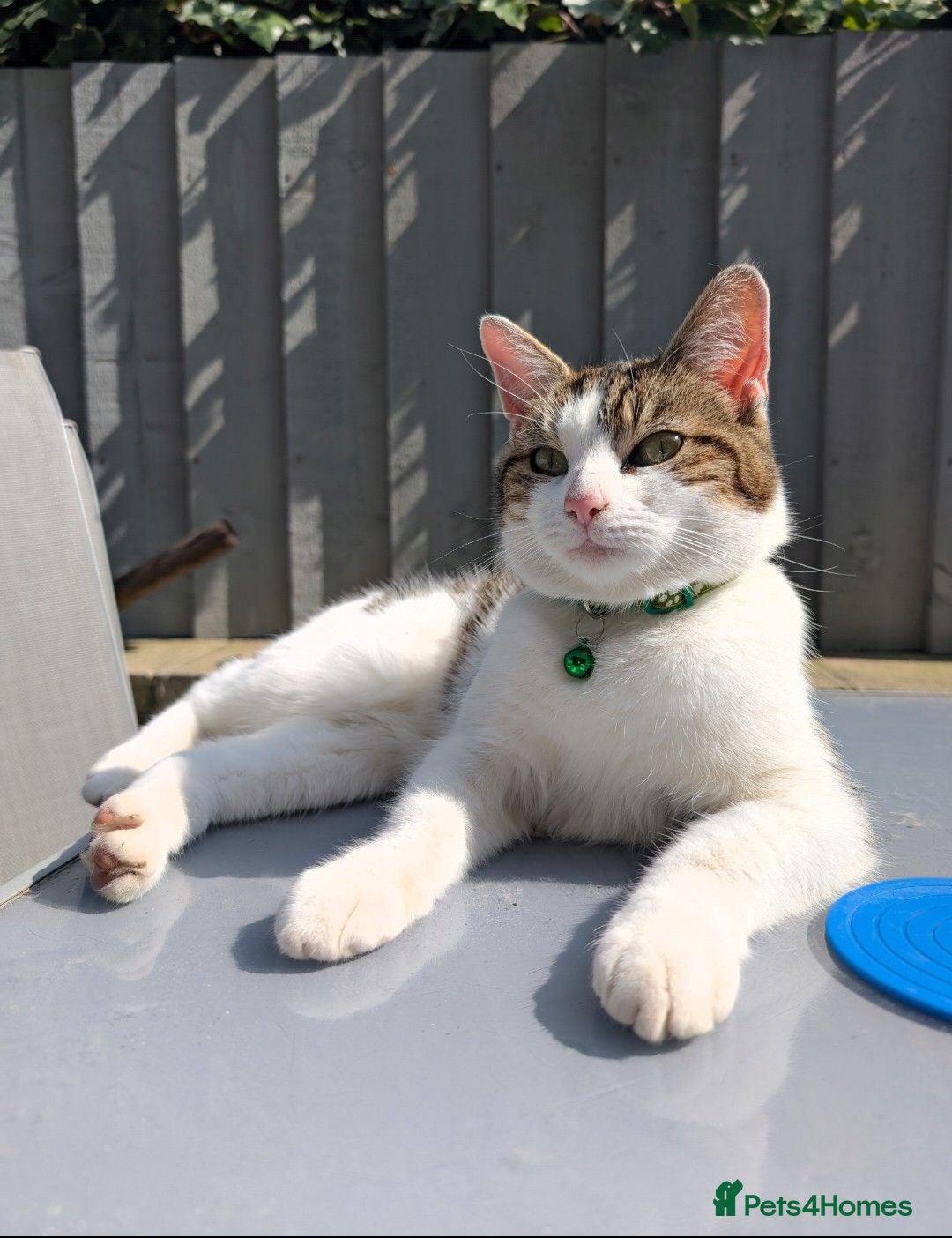 Domestic Shorthair cats for sale: Maisie the cat (free) - Advert 1