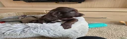 Cocker Spaniel dogs for sale: Working Type Cocker Spaniels - Advert 4