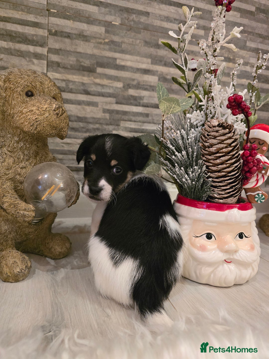 Mixed Breed dogs for sale: Five beautiful Jack Russel puppies for sale - Advert 24