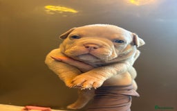 American Bully dogs for sale: ABKC Pocket Bully’s  - Image 6
