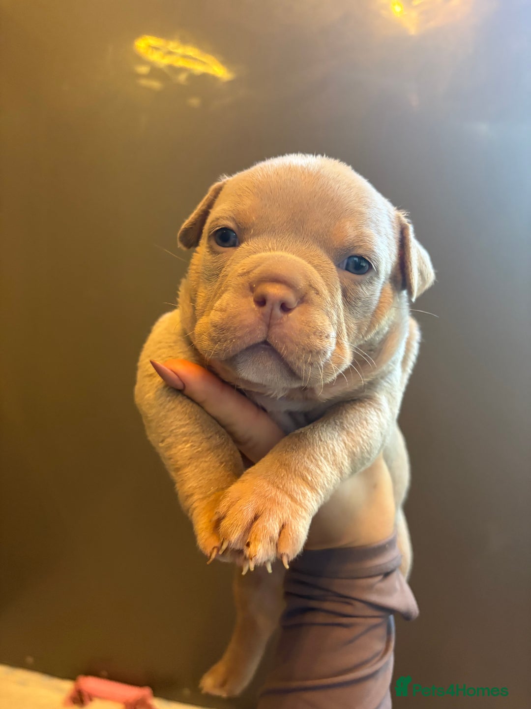 American Bully dogs for sale: ABKC Pocket Bully’s  - Image 6