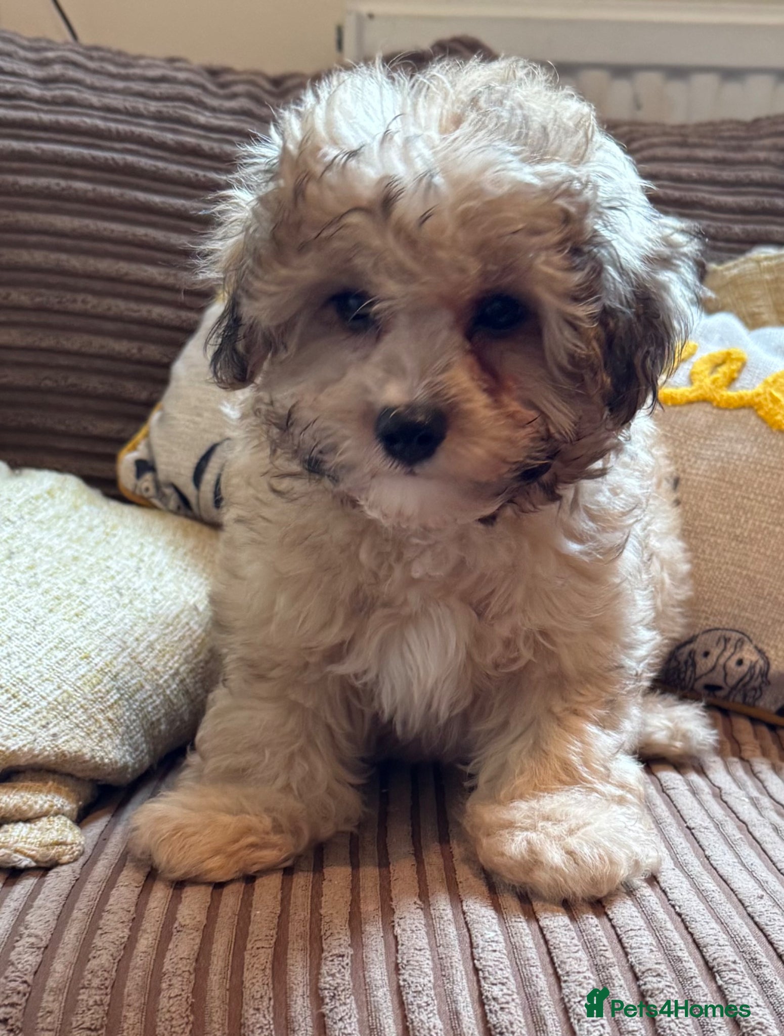 Cavapoo dogs F1b cavapoos - Advert 18