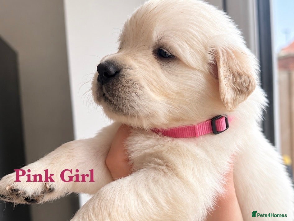 Golden Retriever dogs for sale: Last KC Champ girl from DNA tested parents 💝 - Advert 1