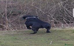 Cane Corso dogs for stud: Cane corso stud - Image 4