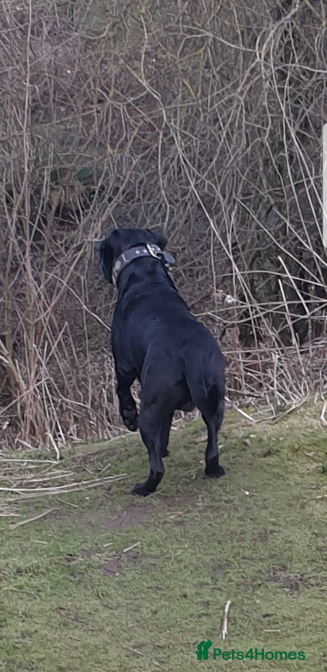 Cane Corso dogs for stud: Cane corso stud - Image 4
