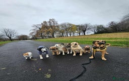 Mixed Breed dogs for adoption: Jim the gentle giant  - Advert 4