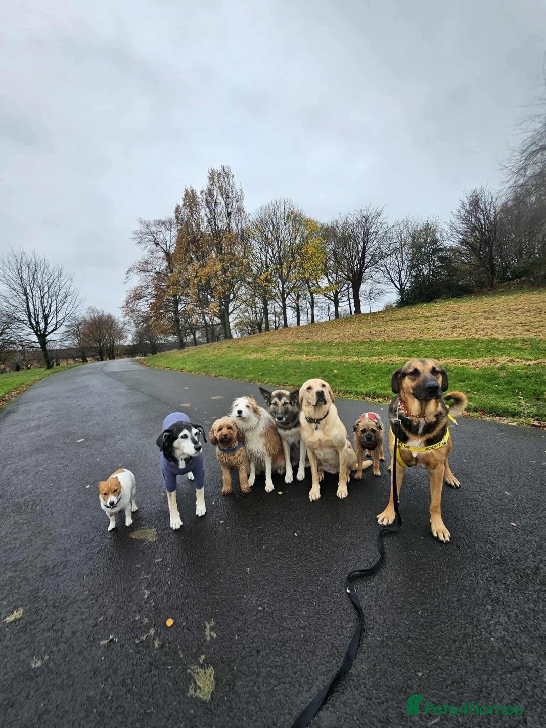 Mixed Breed dogs for adoption: Jim the gentle giant  - Advert 4