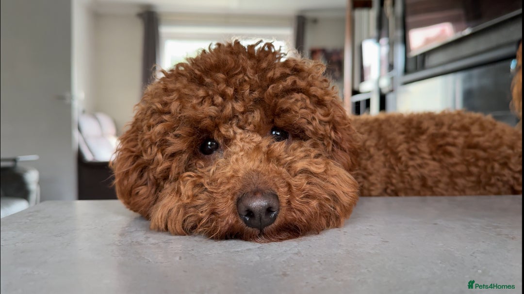 Miniature Poodle dogs for sale: Miniature/toy poodle 1 year old boy (Otis)  - Image 13