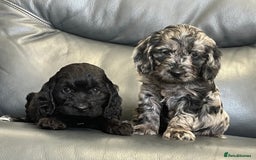 Cockapoo dogs for sale: Beautiful F1 Cockapoo puppies  - Image 10