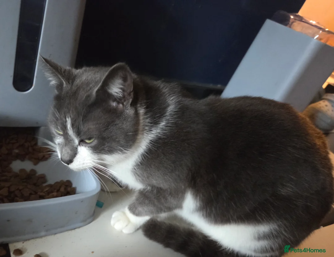 British Shorthair cats for sale: Grey white cats - Advert 1