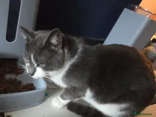 British Shorthair cats Grey white cats - Advert 2