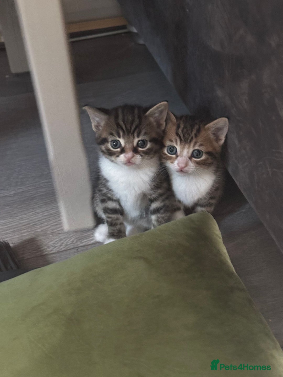 Mixed Breed cats for sale: One tabby boy left - Image 7