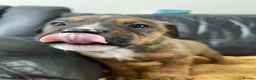Mixed Breed dogs for sale: German shepherd x Staff litter - super friendly - Advert 35