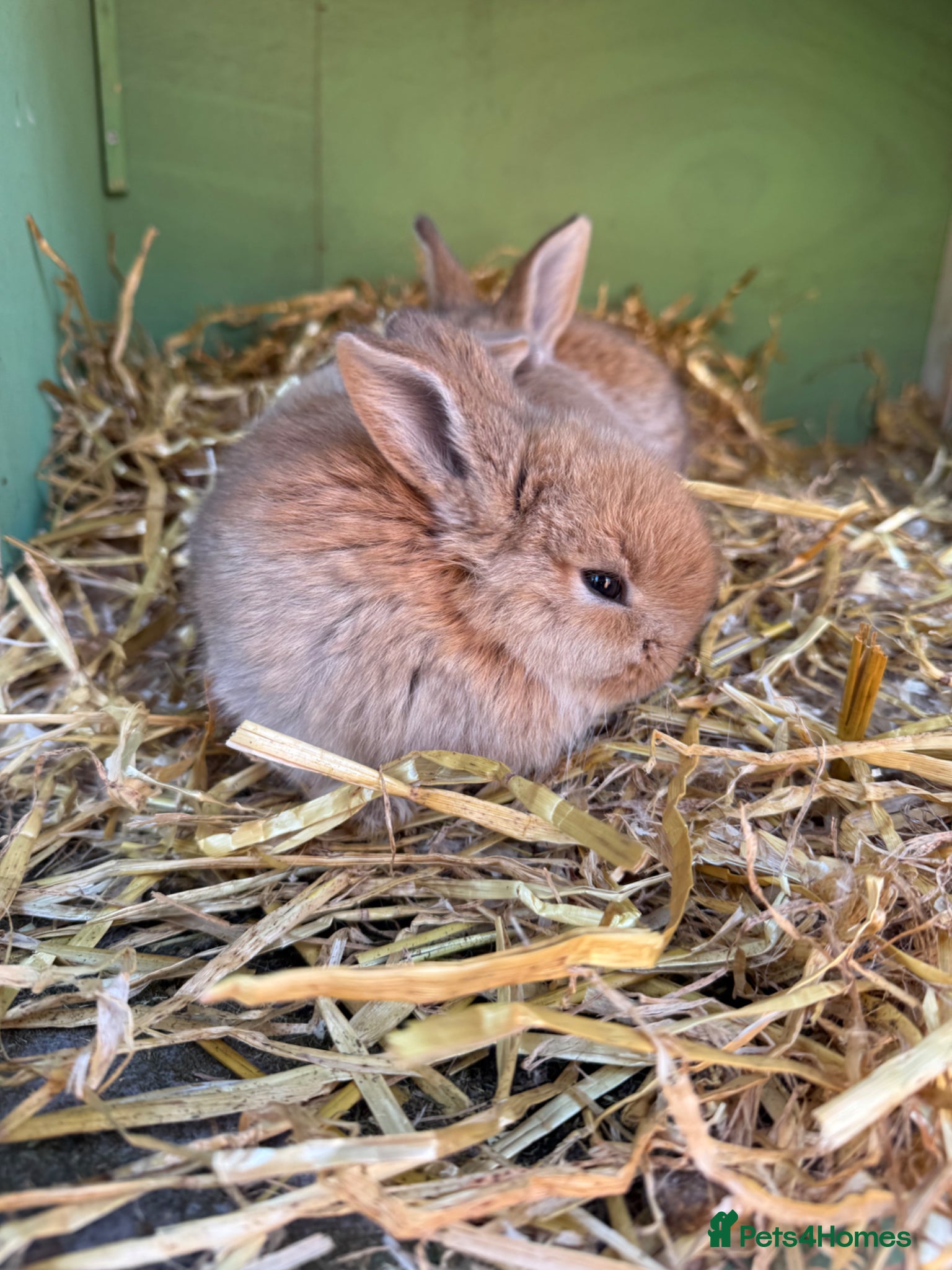Continental Giant rabbits 3 x Continental X French lop Giants 🐰 Mixed Sexes - Advert 1