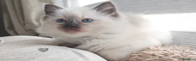 Ragdoll Kitten 3