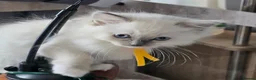 Ragdoll cats for sale: Sweet Fluffy Ragdoll Kittens Looking for Homes!  - Advert 21