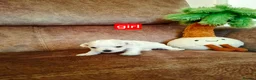 Maltese dogs for sale: Maltes puppies !! - Advert 12