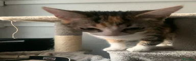 Kitten 1
