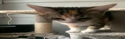 Domestic Shorthair cats for sale: 3 beautiful 6 month old kittens  - Advert 5