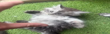 Maine coon kitten 1
