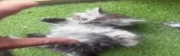 Maine Coon cats for sale: Pedigree Maine Coon kittens champion blood line - Advert 13