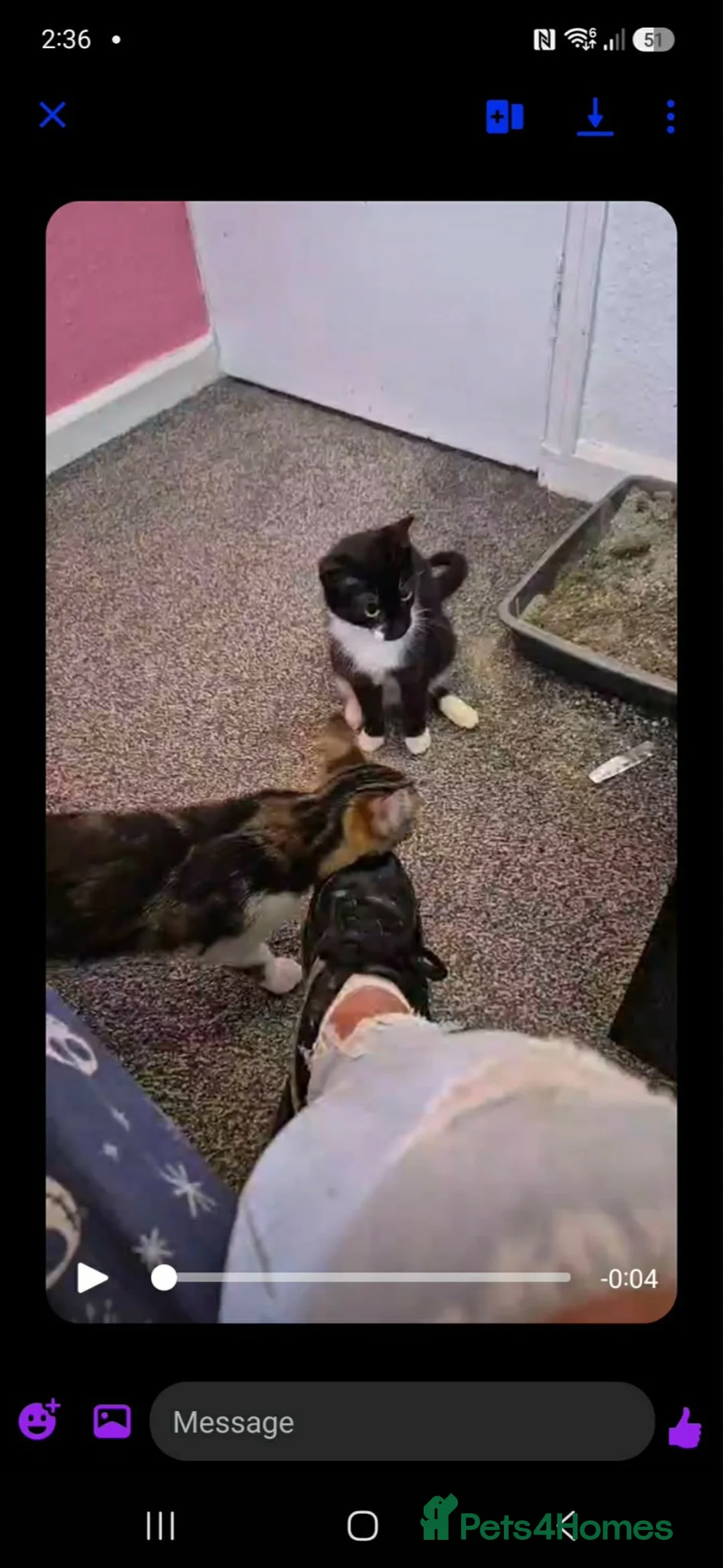 Mixed Breed cats for sale: Female cats for sale - Advert 4