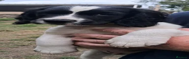 Sprocker 6